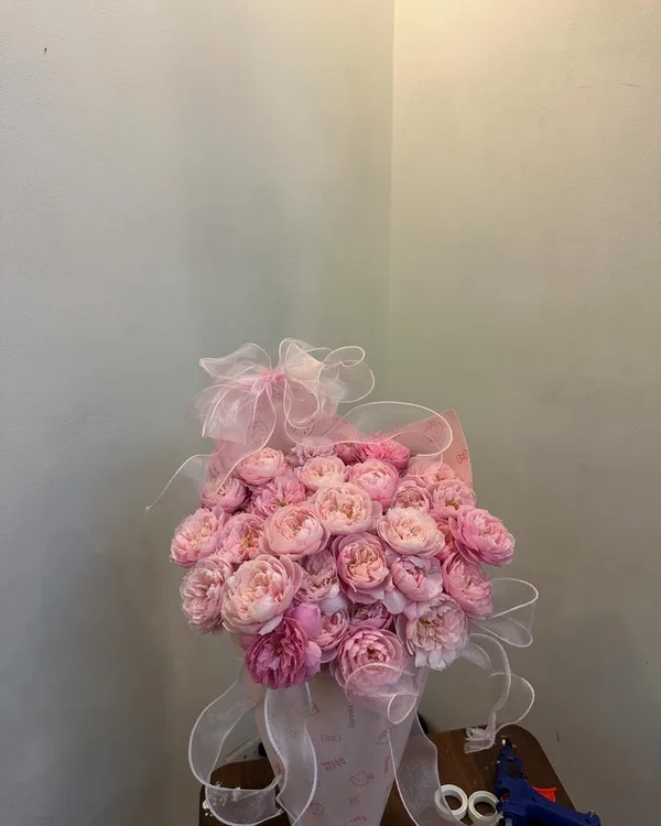 Hồng phấn · Cẩm chướng